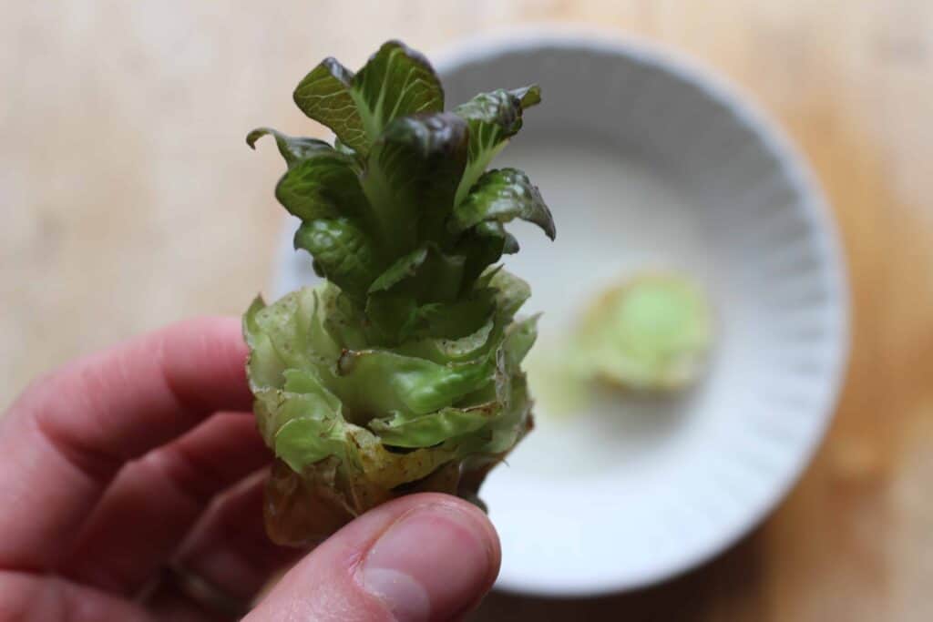 A hand holding a small piece of lettuce that is regrowing.