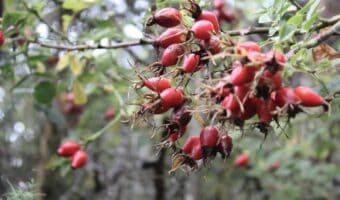 A shot of wild red rosehips growing.