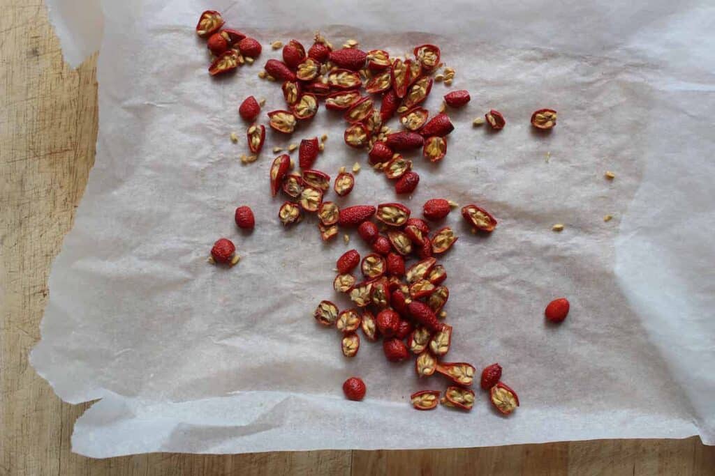 An overhead shot of dried red rosehips on parchment paper. They are on a light countertop.