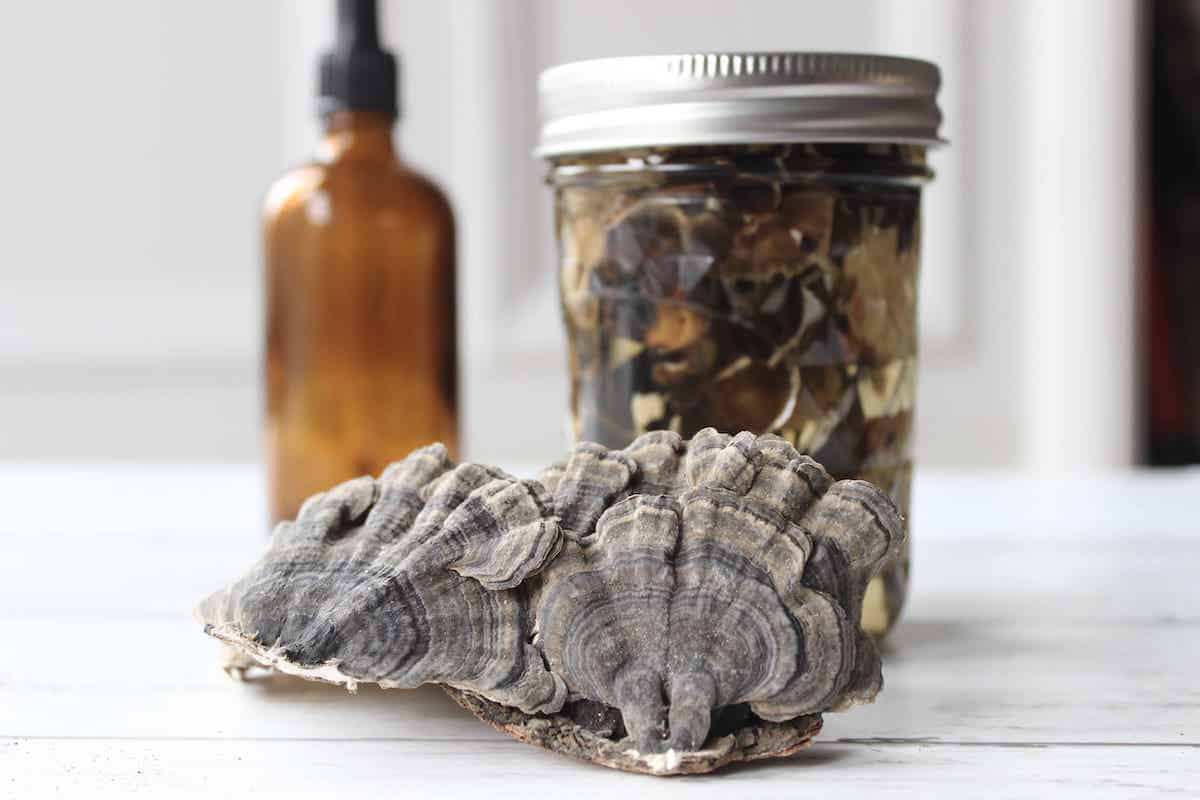 Dried turkey tail mushrooms leaning against a glass jar with turkey tail tincture steeping in it. There is an amber glass bottle in the background.