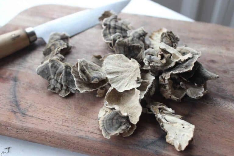 Turkey Tail Tincture Recipe Turkey Tail Tincture Recipe