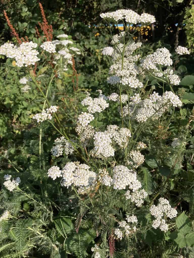 A flowering yarrow plant growing in a green space.